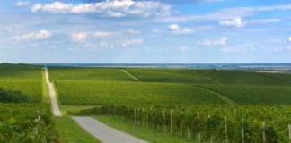 Vina Belje izlaze na tržište u novom izdanju