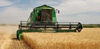 Kreće žetva pšenice na 145 tisuća hektara, očekuju se dobri prinosi