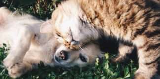 Povećana potražnja potaknula nestašicu hrane za kućne ljubimce