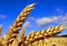 Globalne cijene pšenice skočile nakon što je Indija zabranila izvoz