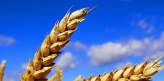 Globalne cijene pšenice skočile nakon što je Indija zabranila izvoz