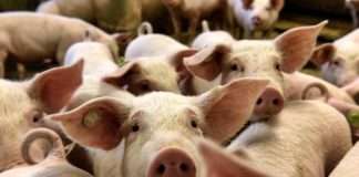 Njemačka zabilježila prve slučajeve afričke svinjske kuge u uzgoju