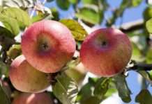 Ovogodišnji urod jabuke oko 65 tisuća tona, pokriva polovinu potreba