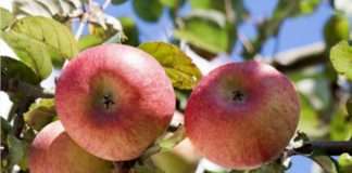 Ovogodišnji urod jabuke oko 65 tisuća tona, pokriva polovinu potreba