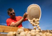 Intersnack Adria otkupljuje i do 15 tisuća tona krumpira za proizvodnju domaćeg čipsa