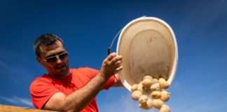 Intersnack Adria otkupljuje i do 15 tisuća tona krumpira za proizvodnju domaćeg čipsa