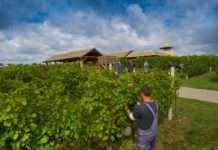 Počele berbe graševine i malvazije u vinogradima Fortenova grupe