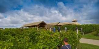 Počele berbe graševine i malvazije u vinogradima Fortenova grupe