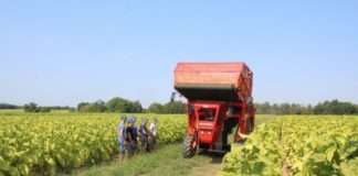 Hrvatski duhani započeli sezonu otkupa duhana i ponovno povećali otkupnu cijenu