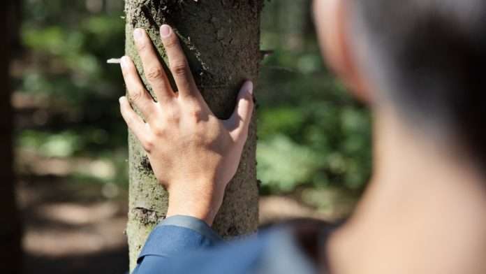 Male hand holding a tree