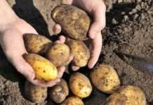 U Međimurju otvoreno skladište krumpira tvrtke Belak sufinancirano EU novcem