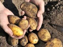 Podravka Agri: Proljetna sjetva u tijeku, planira se znatno veći uzgoj krumpira