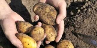 U Međimurju otvoreno skladište krumpira tvrtke Belak sufinancirano EU novcem