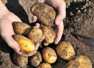 Podravka Agri: Proljetna sjetva u tijeku, planira se znatno veći uzgoj krumpira