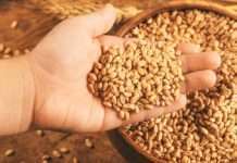 Kreće sjetva na sjeverozapadu Ukrajine