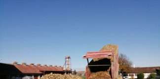 Franck u Hrvatskoj preradio ukupno 1000 tona cikorije