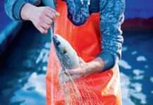 Rast potrošnje proizvoda ribarstva i akvakulture: 2021. – 22,9 kg po stanovniku