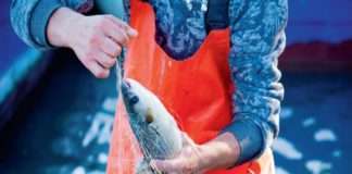 Rast potrošnje proizvoda ribarstva i akvakulture: 2021. – 22,9 kg po stanovniku