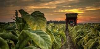 Hrvatski duhani započeli s ugovaranjem nove proizvodne sezone berbe 2022.