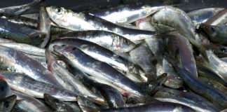 Ribarstvu kroz pet natječaja na raspolaganju 20 milijuna kuna