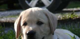 Kupnjom Zvijezda suncokretova ulja sudjelujte u školovanju terapijskog psa