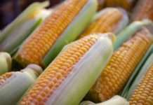 Proizvodnja kukuruza 8,2 posto manja