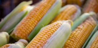 Proizvodnja kukuruza 8,2 posto manja