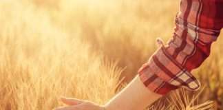 Žitarice: Hranjiv obrok za početak dana