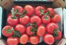 Belje: Na tržište stižu prve ovogodišnje domaće rajčice