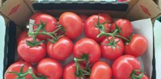 Belje: Na tržište stižu prve ovogodišnje domaće rajčice