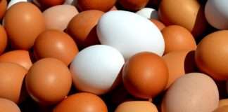 Ptičja gripa i rat u Ukrajini ugrozili opskrbu jajima