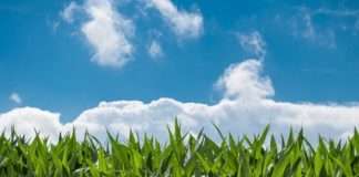 EK odobrio milijun eura potpore hrvatskim proizvođačima sjemenskog kukuruza