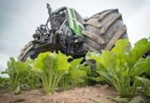 Domaćeg šećera gotovo dovoljno za domaće potrebe