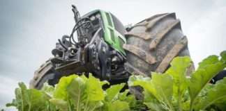 Domaćeg šećera gotovo dovoljno za domaće potrebe