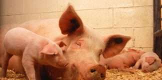 Vlada: Za osjetljive sektore u poljoprivredi 121 milijun kuna