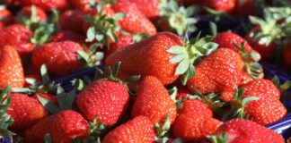 Počela berba vrgoračkih jagoda