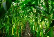 Proizvodnja kukuruza pala 17,3 posto