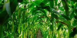 Potpore proizvođačima sjemenskog kukuruza, očekuje se povijesno najmanja proizvodnja