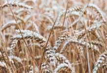 Turska uvodi uvozne carine na žitarice od 130 posto