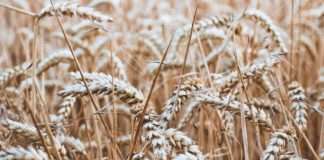 Turska uvodi uvozne carine na žitarice od 130 posto