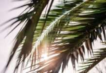 Indonezija od ponedjeljka ukida zabranu izvoza palminog ulja