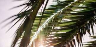 Indonezija od ponedjeljka ukida zabranu izvoza palminog ulja