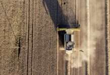 DZS: Proizvodnja pšenice smanjena za 1,9 posto