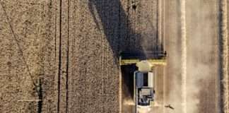 Proizvodnja pšenice veća za 9,2 posto