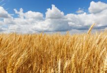 Globalne cijene pšenice skočile nakon što je Indija zabranila izvoz