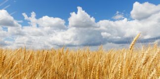 Globalne cijene pšenice skočile nakon što je Indija zabranila izvoz