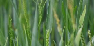 Oluje i suša ugrozili urod pšenice i riže u Francuskoj i Italiji