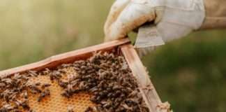 U Hrvatskoj 9190 pčelara, proizvode do 8000 tona meda, a uvoz meda raste