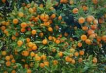 Urod mandarina 30 posto manji