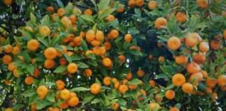 Urod mandarina 30 posto manji